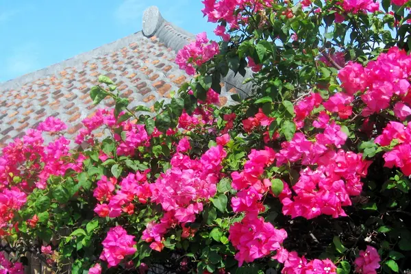 ブーゲンビリアと赤瓦 / Bougainvillea