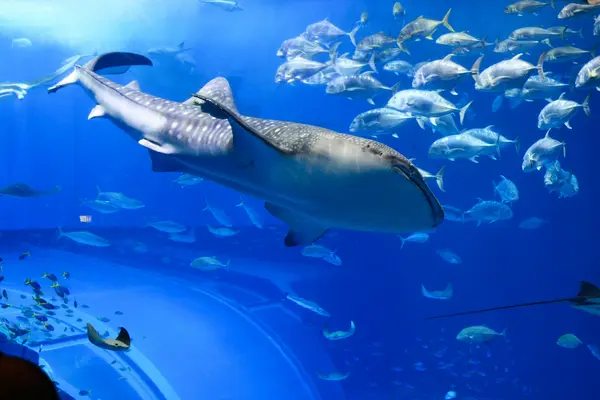 美ら海水族館 / Churaumi Aquarium